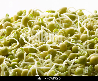 Pisum sativum, pisello Foto Stock