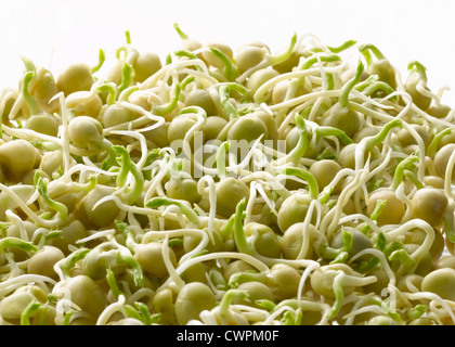 Pisum sativum, pisello Foto Stock