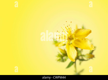 Hypericum perforatum, erba di San Giovanni Foto Stock