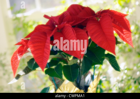 Euphorbia pulcherrima, Poinsettia Foto Stock