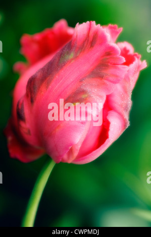 Tulipa, Tulip, Parrot tulip Foto Stock