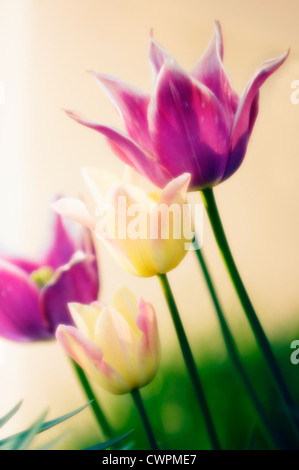 Tulipa, Tulip Foto Stock