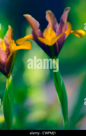 Iris danfordiae, Iris, iris Nani Foto Stock