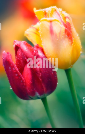 Tulipa, Tulip Foto Stock