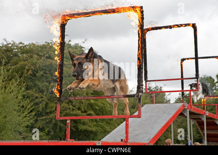 Un cane Alsation saltare attraverso un cerchio di fuoco durante un display di Rockwood seguita da un Border Collie Foto Stock