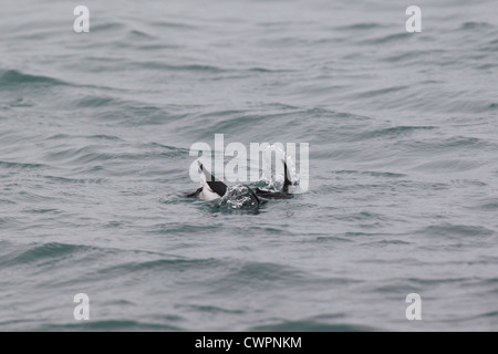 Little Auk Alle alle immersioni subacquee, Shetland, Scotland, Regno Unito Foto Stock