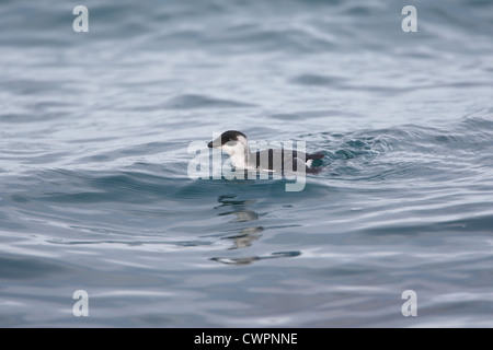 Little Auk Alle alle, Shetland, Scotland, Regno Unito Foto Stock