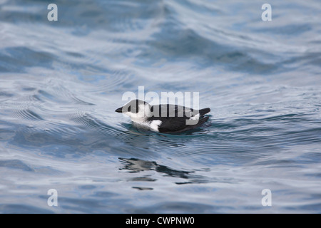 Little Auk Alle alle, Shetland, Scotland, Regno Unito Foto Stock