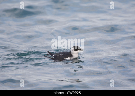 Little Auk Alle alle, Shetland, Scotland, Regno Unito Foto Stock