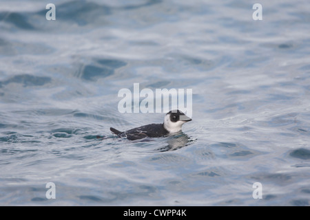 Little Auk Alle alle, Shetland, Scotland, Regno Unito Foto Stock