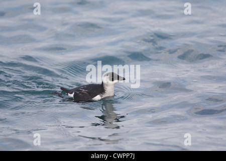 Little Auk Alle alle, Shetland, Scotland, Regno Unito Foto Stock