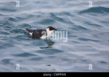 Little Auk Alle alle, Shetland, Scotland, Regno Unito Foto Stock