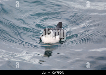 Little Auk Alle alle, Shetland, Scotland, Regno Unito Foto Stock