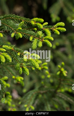 Ramo di abete con i cavoli freschi Foto Stock