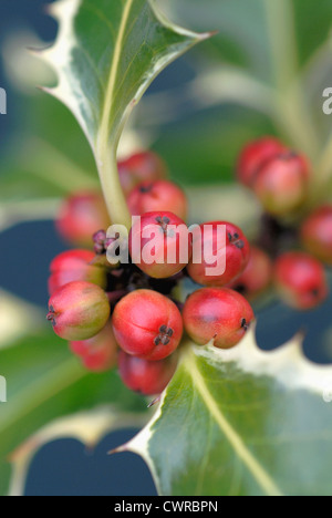 Il leccio, agrifoglio. Bacche di colore rosso e verde variegato pungenti foglie. Foto Stock