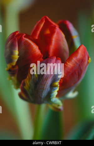 Tulipa, Tulip, Parrot tulip Foto Stock