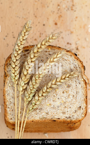 Triticum aestivum 'Squareheads monster", frumento, grano di pane Foto Stock