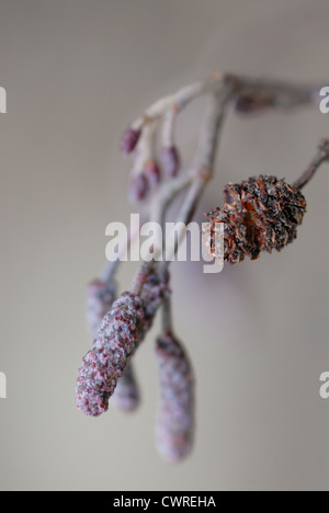 Alnus glutinosa, Ontano Foto Stock