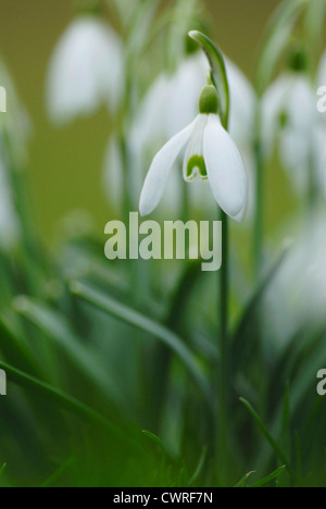 Galanthus nivalis, Snowdrop Foto Stock