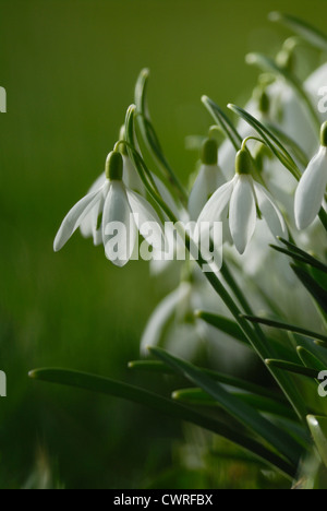 Galanthus nivalis, Snowdrop Foto Stock