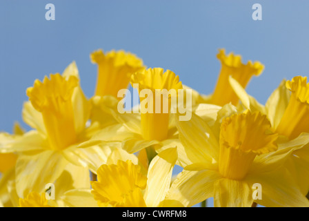 Narciso, Daffodil Foto Stock