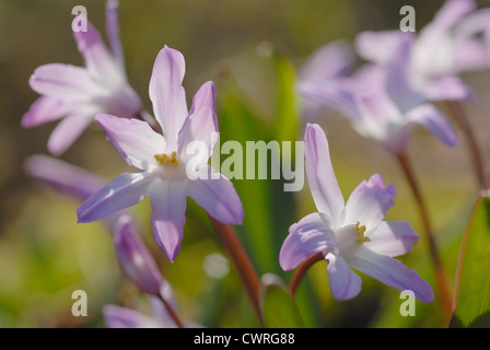 Chionodoxa, Gloria-della-Neve, vicino di di viola a forma di stella fiori contro uno sfondo verde. Foto Stock