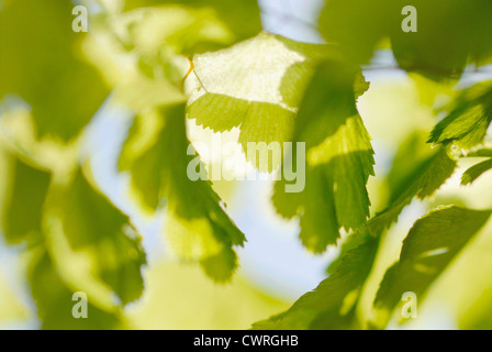 Adiantum raddianum, felce, felce capelvenere Foto Stock