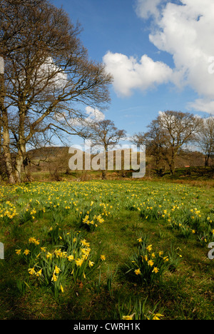 Narcissus pseudonarcissus, Daffodil Foto Stock