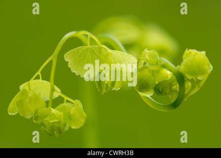 Adiantum pedatum, Maiden hair fern Foto Stock