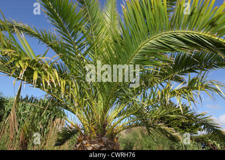 Palm Tree e cielo blu in sub tropicale giardino pubblico di Falmouth, Cornwall, Regno Unito Foto Stock