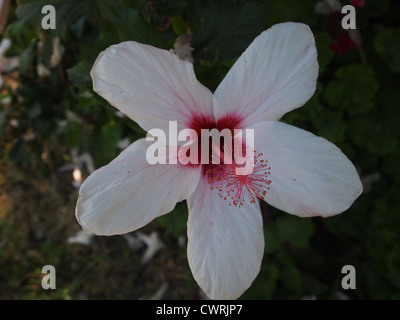 Una foto vicina di hibiscus blossom Foto Stock