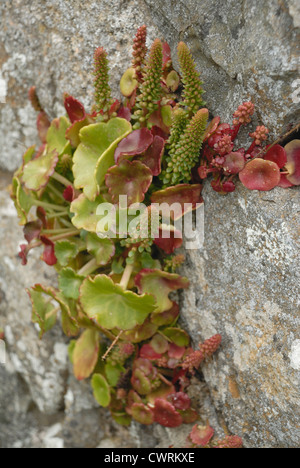 Umbilicus rupestris, Ombelico di Venere Foto Stock