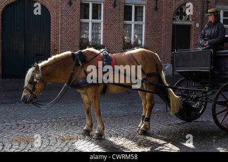 Il turismo a cavallo e carrello appoggiato a Wijngaardplein, Bruges, Belgio Foto Stock