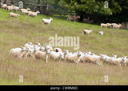 Un gregge di pecore, correndo insieme, attraverso un campo / prato erboso, come essi vengono arrotondati. Regno Unito. Foto Stock