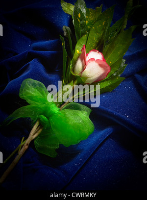 Bianco & Rosso Rose fiore blu su tessuto in velluto Foto Stock