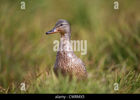 Femmina Mallard duck Anas Platyrhynchos vicino fino in erba lunga Foto Stock
