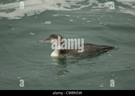 Great Northern Diver o Common Loon (Gavia immer) nella baia di Monterey Foto Stock