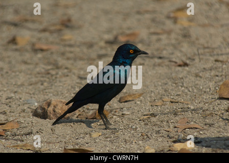 Maggiore Blu-eared Starling (Lamprotornis chalybaeus) in Etosha NP, Namibia Foto Stock