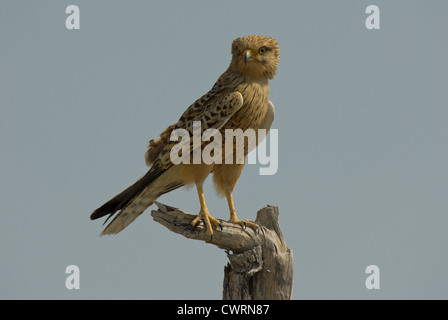 Maggiore il gheppio (Falco rupicoloides) su un pesce persico nel Parco Nazionale di Etosha, Namibia Foto Stock