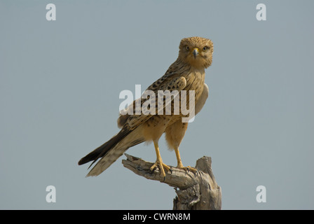 Maggiore il gheppio (Falco rupicoloides) su un pesce persico nel Parco Nazionale di Etosha, Namibia Foto Stock