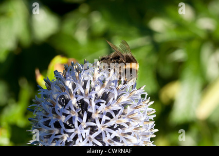 Una singola ape sulla testa di un globo thistle con verde al di fuori della messa a fuoco lo sfondo Foto Stock