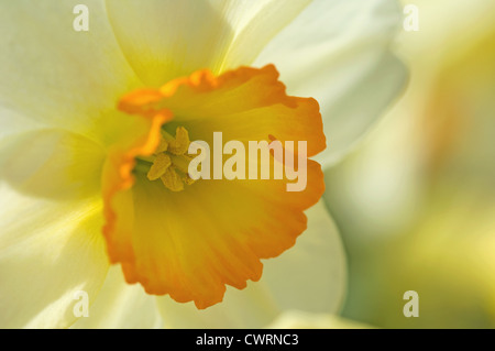 Narciso, Daffodil Foto Stock