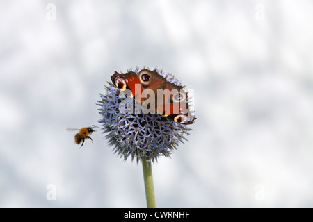 Una farfalla pavone sulla testa di un globo thistle con un avvicinamento bee a metà del volo, contro un bianco di sfondo a chiazze Foto Stock