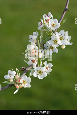 Pyrus salicifolia 'pendula", pera, fiore bianco fiore su un ramo. Foto Stock