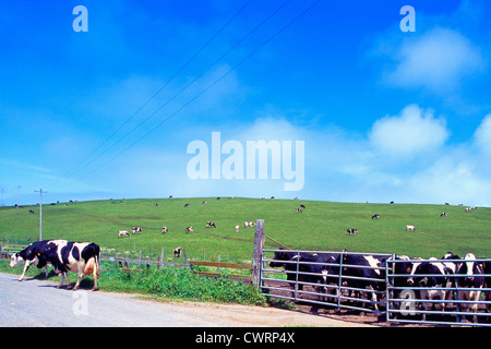 Point Reyes National Seashore, California, Stati Uniti d'America - Holstein mucche al pascolo in un recinto e su una collina / pascolo alla storica "A" Ranch Foto Stock