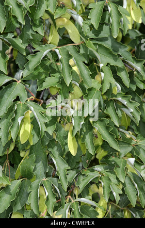 Carta-corteccia Maple Acer griseum (Aceraceae) Foto Stock