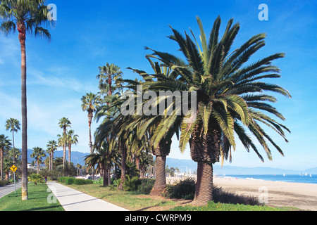 Santa Barbara, California, Stati Uniti d'America - Palm alberi che crescono nel Parco litorale lungo il litorale Drive e Waterfront Beach Foto Stock