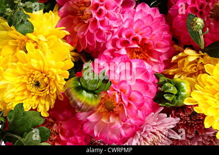 Sfondo floreale da crisantemi e dalie Foto Stock
