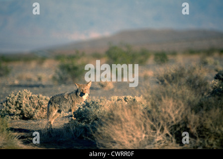 Coyote (Canis latrans), il Parco Nazionale della Valle della Morte, California, CA, Stati Uniti d'America - nord americano Wildlife Foto Stock