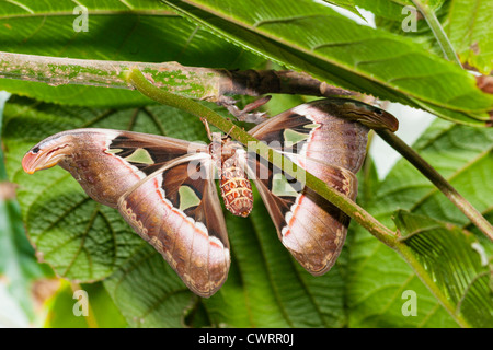 Atlas Moth (atlante di Attacus), una grande falda saturniosa che si trova nelle foreste tropicali e subtropicali nella piramide della foresta pluviale a Moody Gardens, Galveston, Texas. Foto Stock